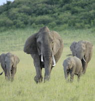 Elephants